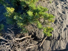 Tetraena fontanesii