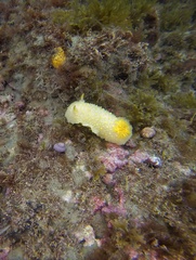 Doris fontainii