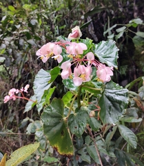 Begonia bracteosa