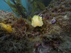 Doris fontainii