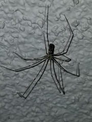 Pholcus phalangioides