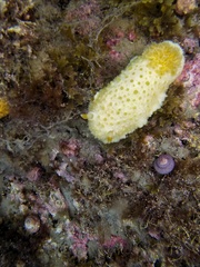 Doris fontainii