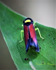 Erythrogonia dorsalis