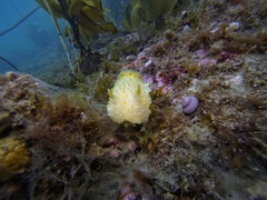 Doris fontainii
