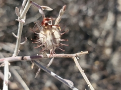 Krameria bicolor