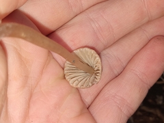Mycena overholtsii