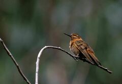 Aglaeactis cupripennis