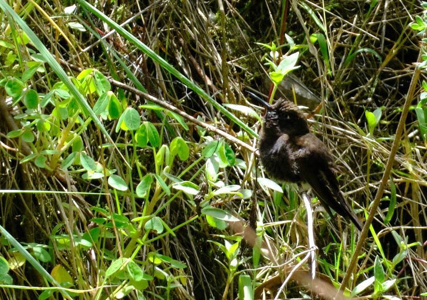 Black Metaltail (Metallura phoebe), photo 7