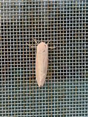 Creatonotos transiens