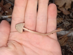 Mycena overholtsii