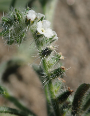 Johnstonella angustifolia