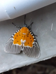 Peridrome orbicularis