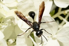 Isodontia auripes