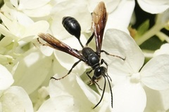 Isodontia auripes
