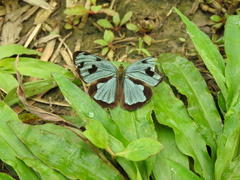 Dynamine postverta mexicana