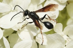 Isodontia auripes