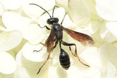 Isodontia auripes