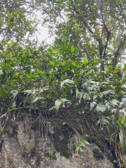 Elleanthus capitatus