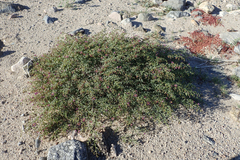 Fagonia laevis