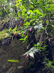 Elleanthus capitatus