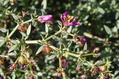 Fagonia laevis
