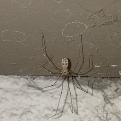 Pholcus phalangioides