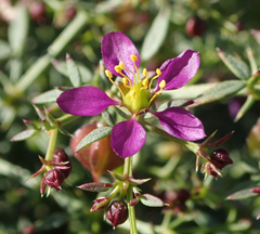 Fagonia laevis