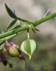 Fagonia laevis
