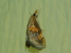 Thesaurica ocellata