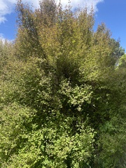 Coprosma rotundifolia