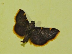 Pyraustinae