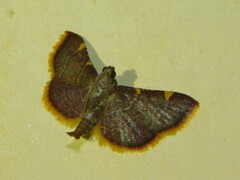 Pyraustinae