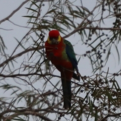 Platycercus icterotis