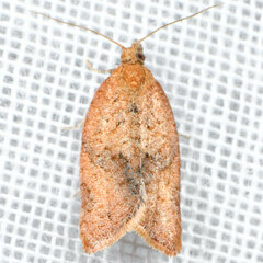 Argyrotaenia franciscana