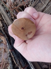 Cystoderma carcharias