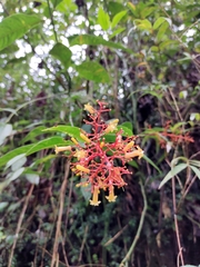 Palicourea padifolia