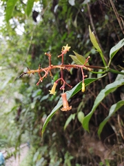 Palicourea padifolia