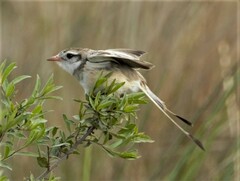 Alectrurus risora