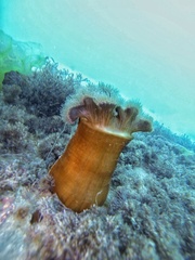 Metridium senile