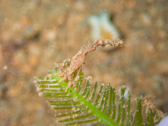 Astacilla