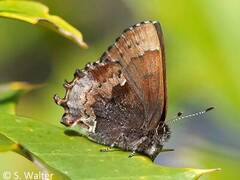 Callophrys henrici