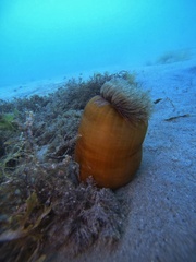 Metridium senile