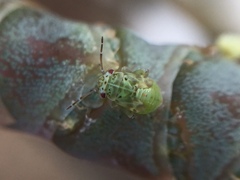 Coridromius chenopoderis