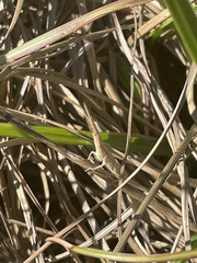 Achurum carinatum