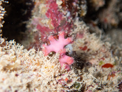 Homotrematidae