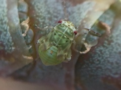 Coridromius chenopoderis