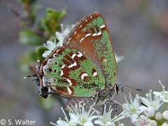 Callophrys hesseli