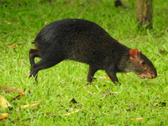 Dasyprocta fuliginosa