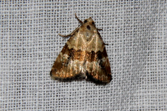Maliattha amorpha