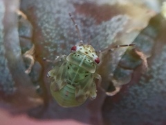 Coridromius chenopoderis